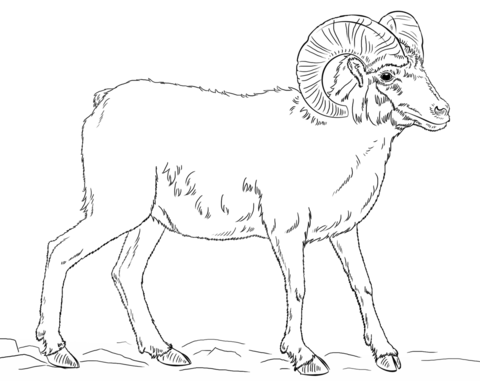 Desert Bighorn Sheep Coloring Page